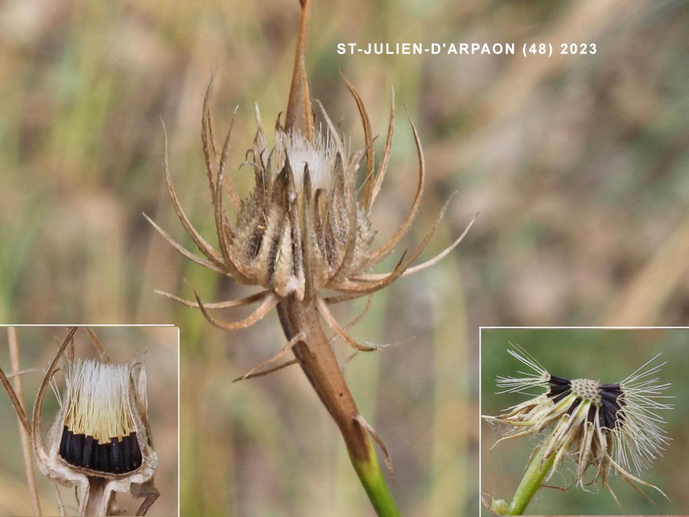 Tolpis, European milkwort fruit